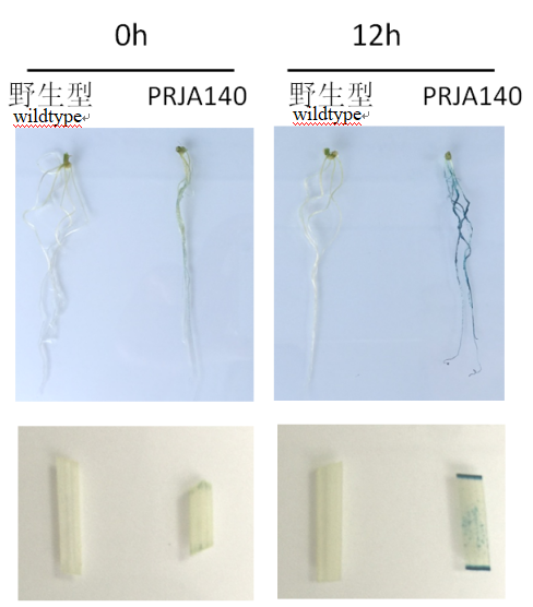 封面图片