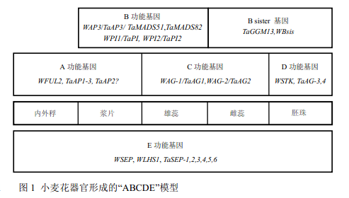 封面图片