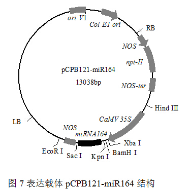 封面图片