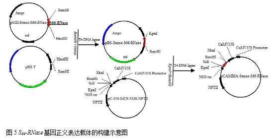 封面图片